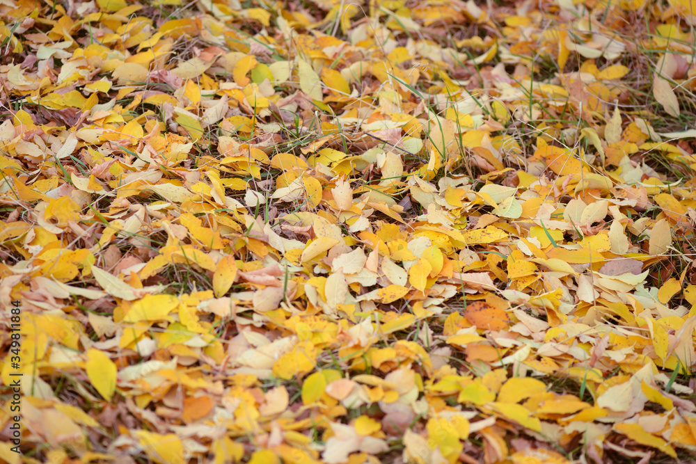 Yellow fallen leaves from the trees lie on the ground Yellow fallen leaves from the trees lie on the ground
