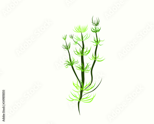 vector the algae and of the plant. Cartoon simple illustration of vector set sea and ocean algae 