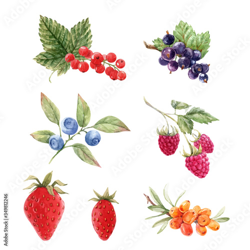 Beautiful vector set with watercolor hand drawn berry paintings. Stock illustration.