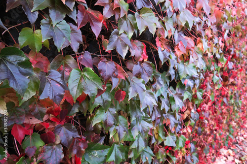 Climbing grape plant with red ivy leaves in fall on the old brick wall. Autumn seasonal texture