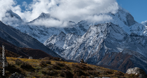 The Dog admiring mountain range in the way to mount Everest , Khumbu valley, Sagarmatha national park, Nepal