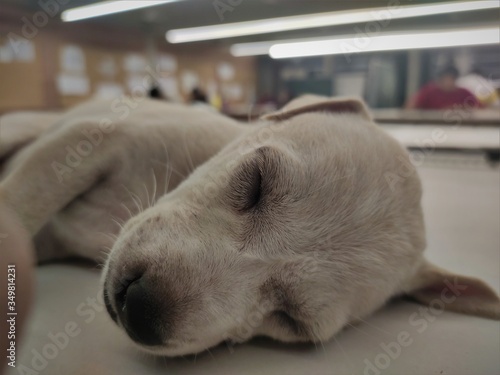  lab is in my university so it was good bread and they love whater , they are friendiy dog © deep