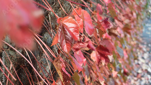 Climbing grape plant with red ivy leaves in fall on the old brick wall. Autumn seasonal texture
