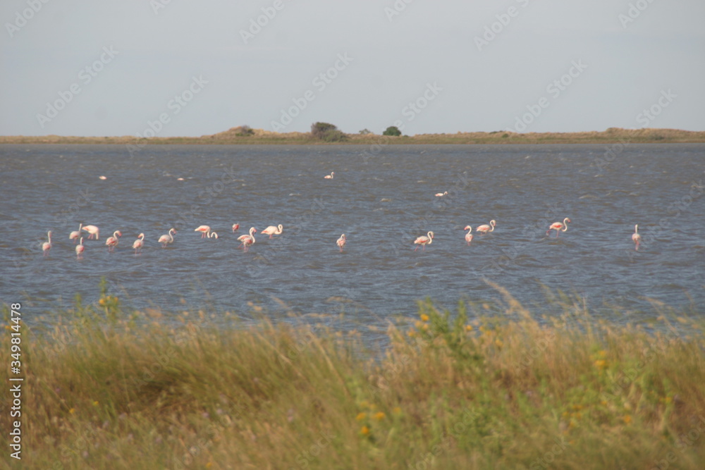Flamingo Camargue