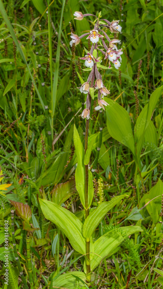Obraz premium Epipactis palustris L