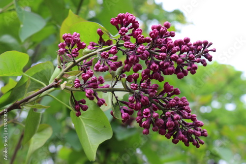  Bright clusters of flowers bloomed on the lilac bushes in spring