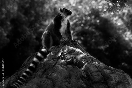 Lemur on rock photo