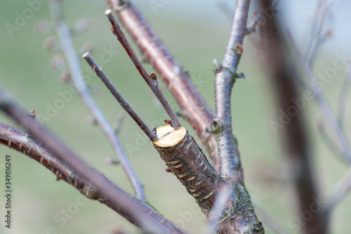 Εκτύπωση καμβά Spring grafting of trees .