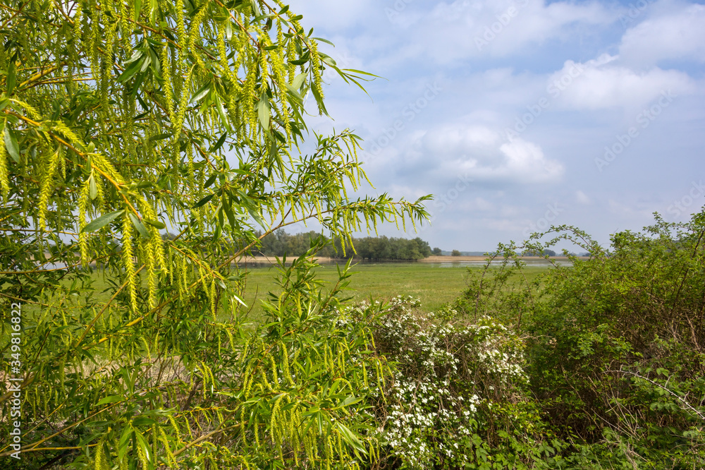 Spring in Havelland, Brandenburg. View of the fresh green and flooded meadows.