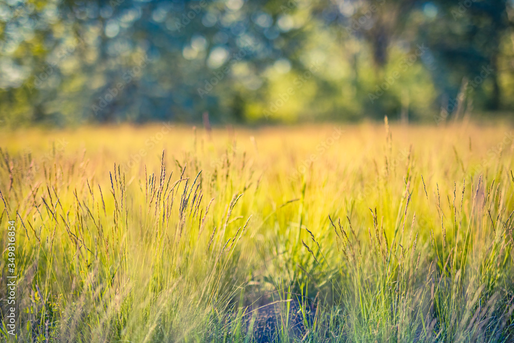 Beautiful close-up ecology nature landscape with meadow. Abstract grass  background. Close up spring nature landscape blurred dream field meadow  Stock Photo | Adobe Stock