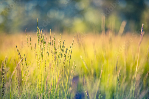 Beautiful close-up ecology nature landscape with meadow. Abstract grass background. Close up spring nature landscape blurred dream field meadow © icemanphotos