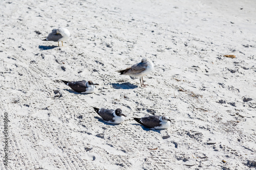 Many small seagulls resting on a Florida beach
