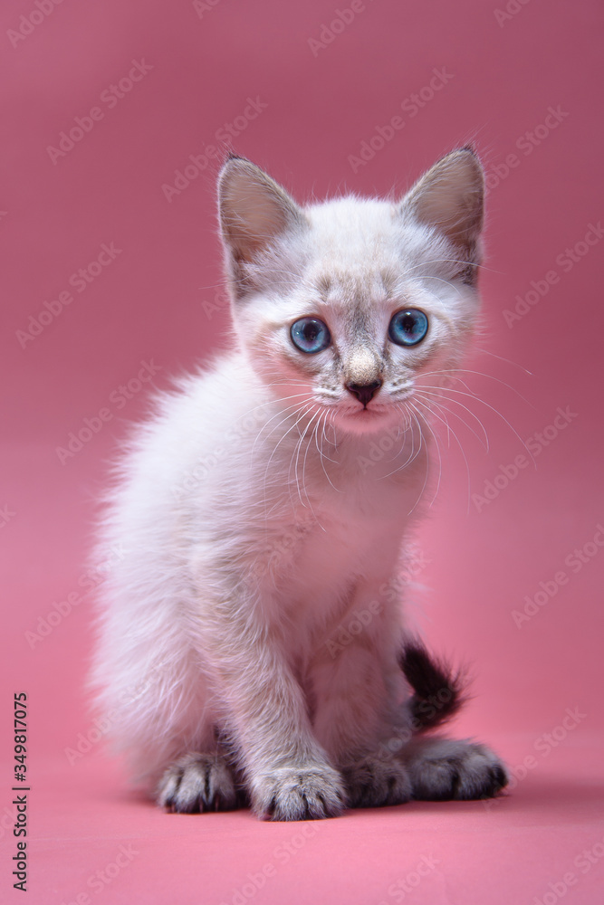 Portrait of an adorable cream colored tabby kitten with blue eyes sitting and looking directly on viewer.