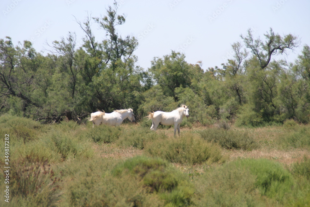 Fototapeta premium weiße Pferde der Camargue