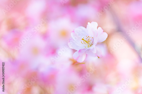 Beautiful floral spring abstract background of nature. Amazing colors as magical floral backdrop. Artistic nature closeup, vivid colors. Beautiful blooming flowers backdrop