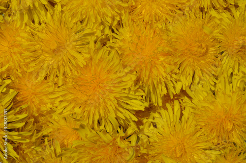 summer background, yellow dandelion