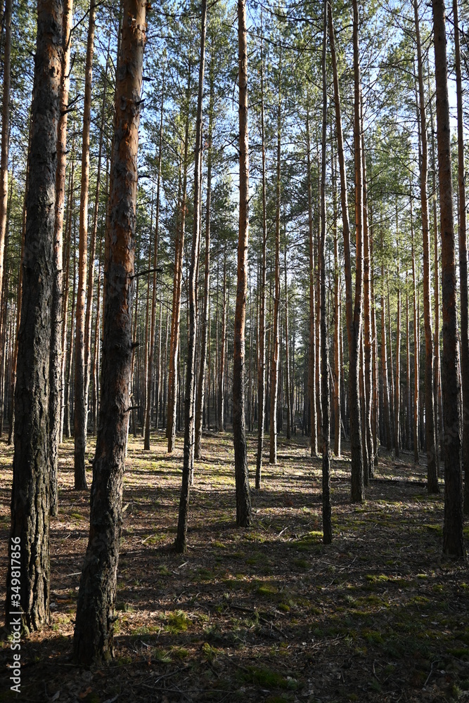 spring coniferous forest spring coniferous forest