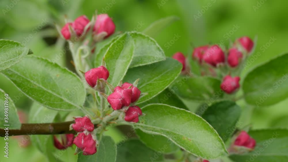 Apple tree branch with buds in sprin time. Spring Orchard. Apple tree branch with buds in sprin time. Spring Orchard.