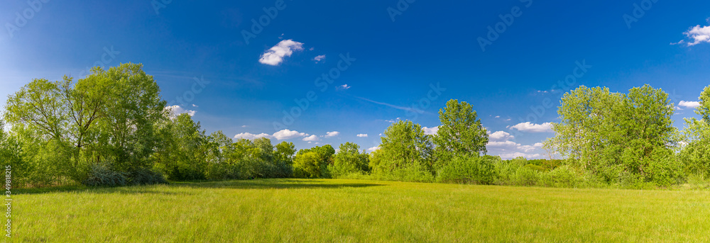 Spring nature scene. Beautiful green landscape. Park with dandelions, green grass meadow, trees over field and blue sky. Tranquil landscape background, sunlight. Scenic beauty meadow backdrop