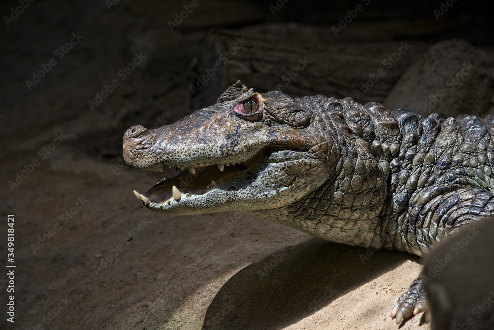 Fototapeta premium crocodile mouth open