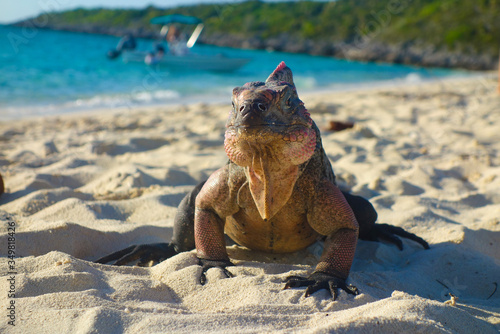 Iguana am Strand auf den Bahamas photo