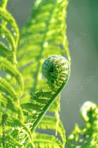 Close up of lush green ferns in spring © Ina
