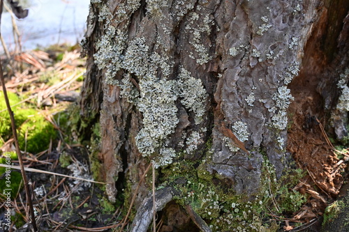 moss in a coniferous forest
