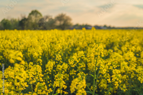 yellow rapeseed field in sunlight © RafalDlugosz