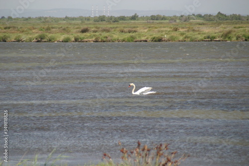 Schwan bei der Landung