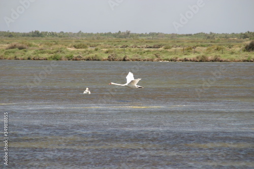 Schwan bei der Landung