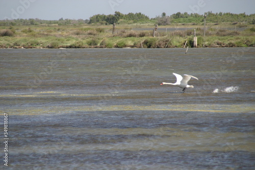 Schwan bei der Landung