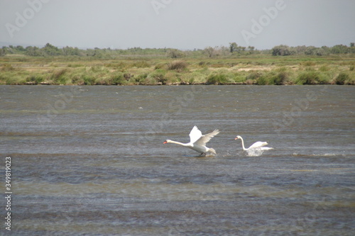 Schwan bei der Landung
