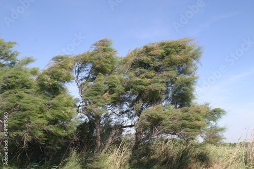 Baum im Wind