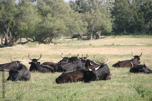schwarze Stiere der Camargue