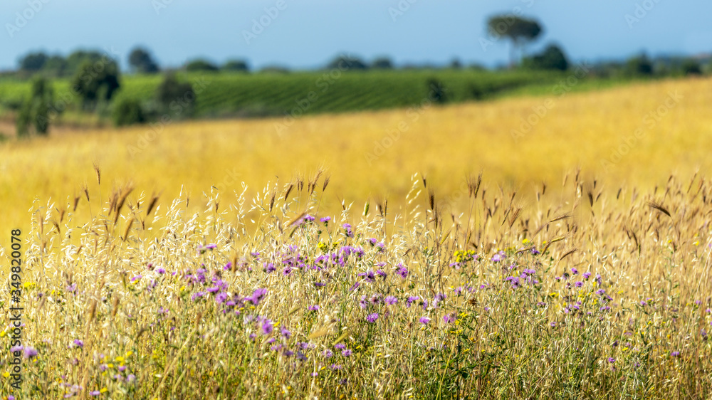 Fototapeta premium Paysage de campagne en été