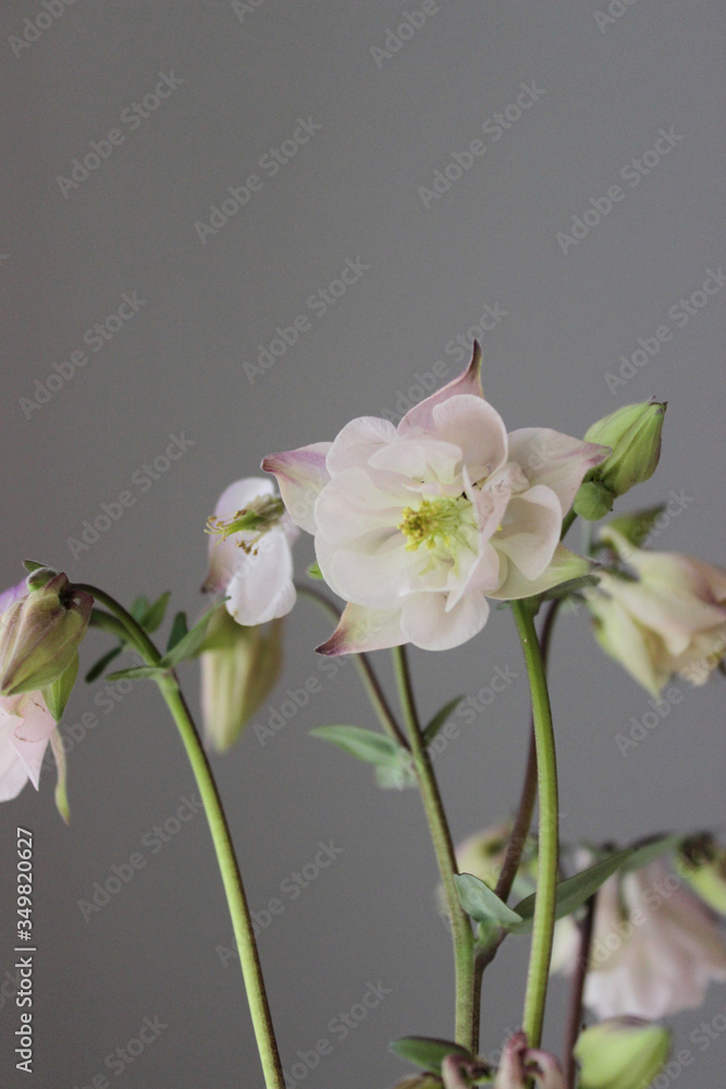 Fototapeta premium Bluebells flowers, Aquilegia, garden flowers