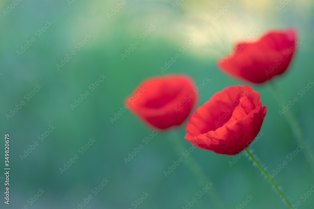 Obraz premium Tulpe / Tulips