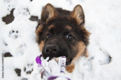 playing with a German Shepherd 