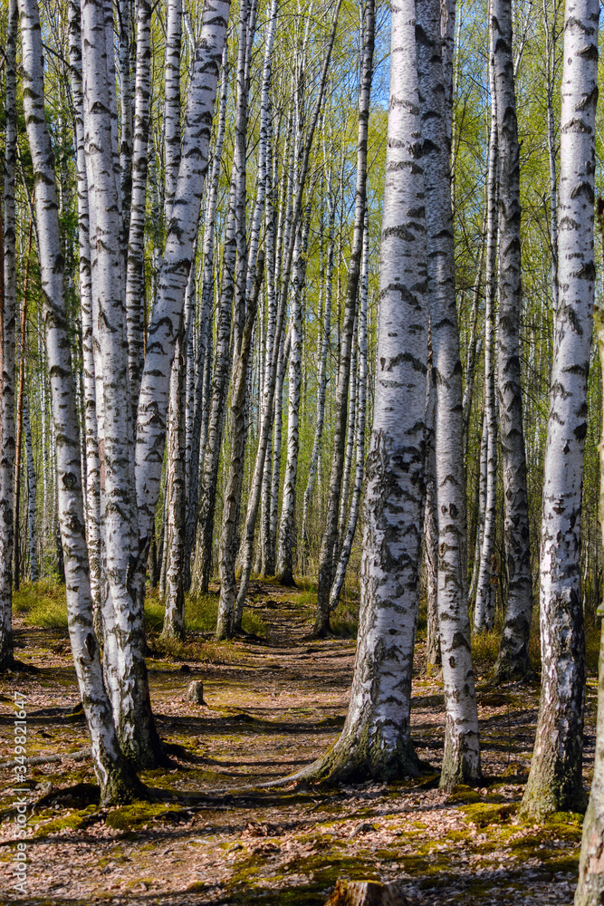 Path in the spring among young birches in a birch grove Path in the spring among young birches in a birch grove