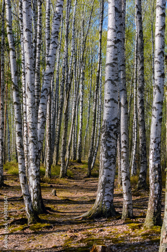 Path in the spring among young birches in a birch grove