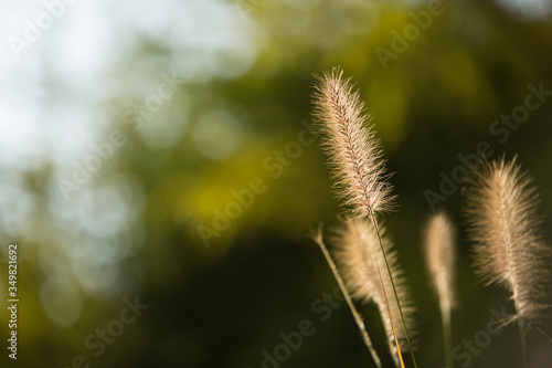 The name of this plant is Green bristlegrass