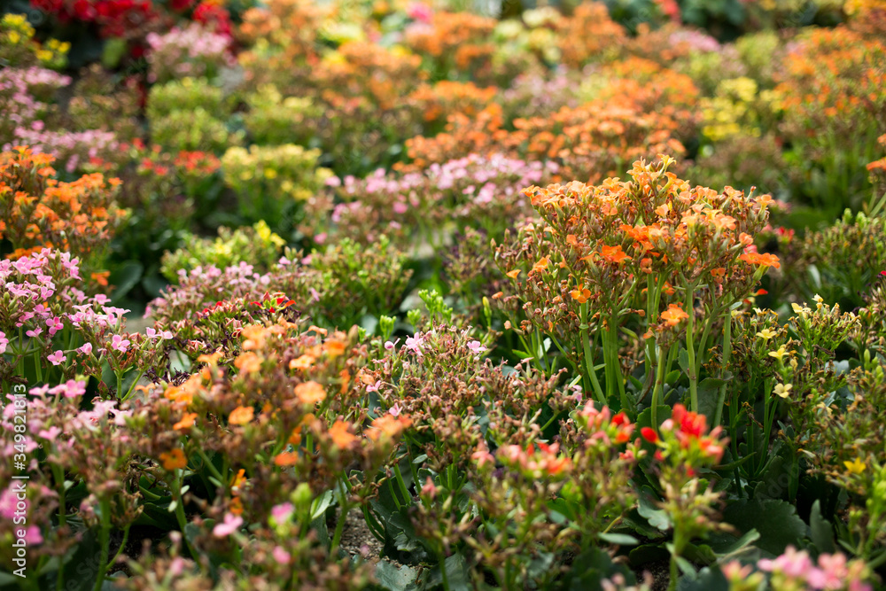 The name of this flower is Kalanchoe.