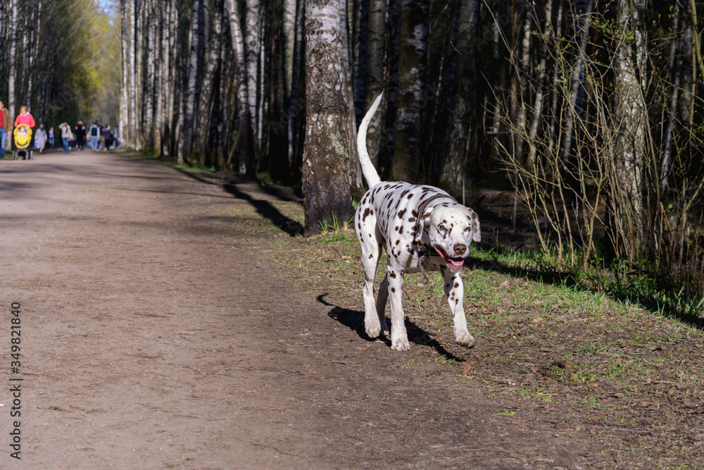 Dalmatian spotted dog walks in the park