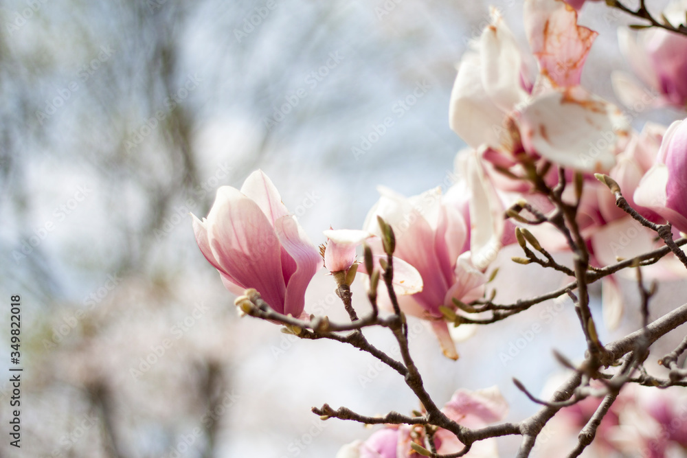 This pink flower is Magnolia. This pink flower is Magnolia.