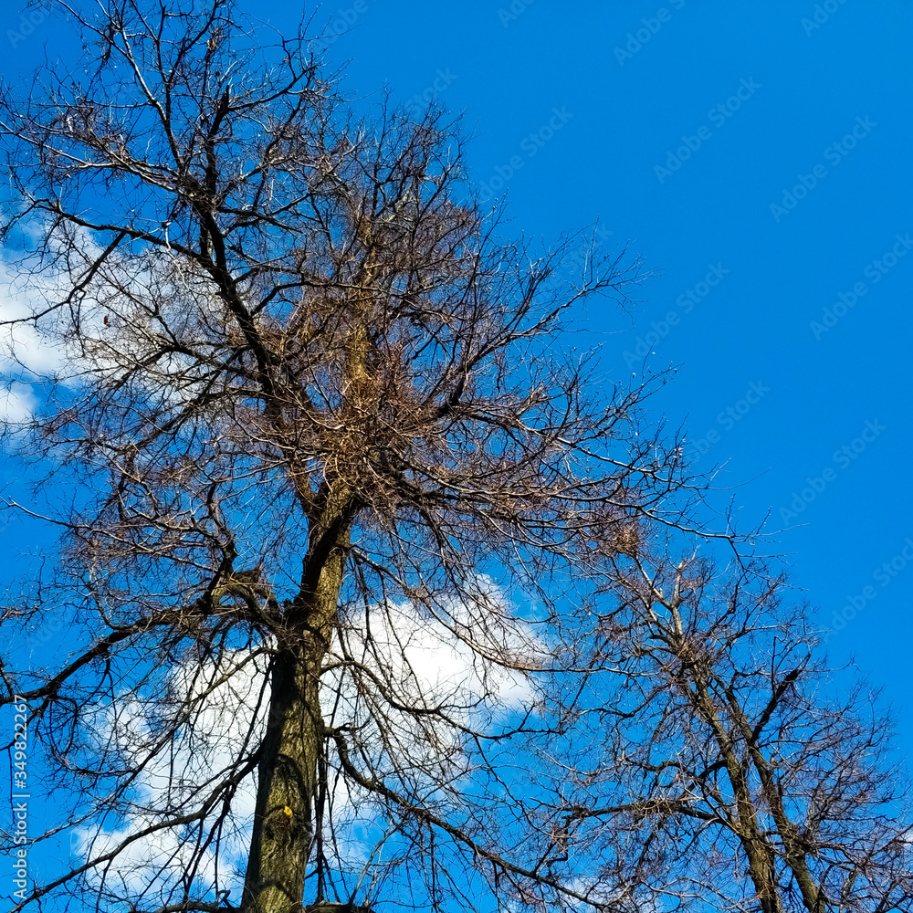 Tree branches without foliage against a blue sky with white clouds. Tree branches without foliage against a blue sky with white clouds.