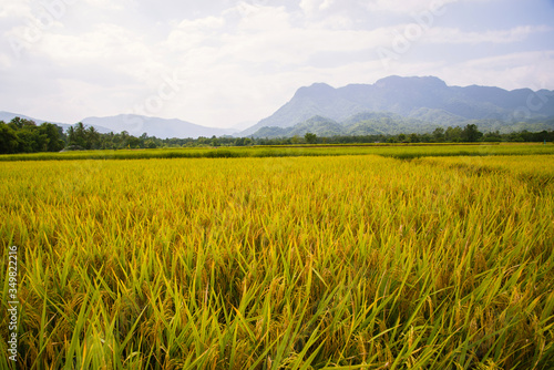 Close up of golden rice in rice field, Ripe rice field and sky background on the mountain in the countryside