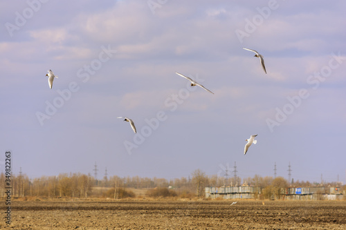 A flock of seagulls flies over a plowed field in search of food on the outskirts © Algus