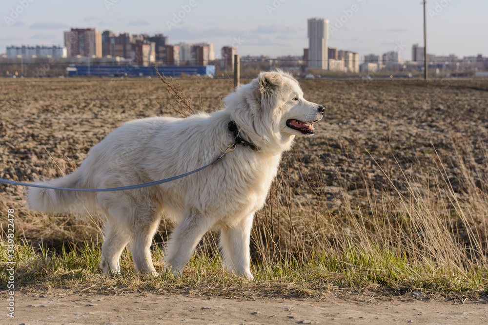 Fototapeta premium A beautiful white dog of breed Retriever looks into the distance against the background of a desert field and a city in the distance