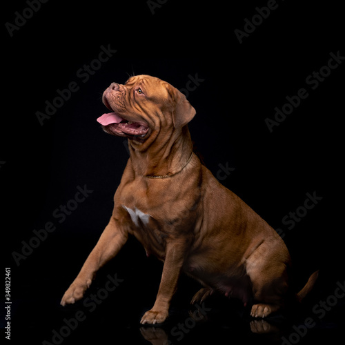 French Mastiff Dogue de Bordeaux Studio Shot