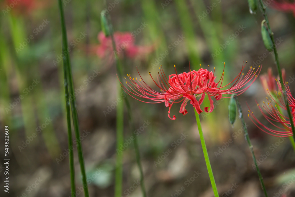 flower, nature, plant, pink, green, summer, flowers, garden, flora, grass, purple, field, spring, bloom, blossom, wild, macro, meadow, beautiful, petal, herb, blue, red, clover, flowering, lily, spide flower, nature, plant, pink, green, summer, flowers, garden, flora, grass, purple, field, spring, bloom, blossom, wild, macro, meadow, beautiful, petal, herb, blue, red, clover, flowering, lily, spide